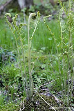 Plant form and habitat